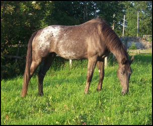 Starlight Premium Graded Knabstrupper mare by Jazz